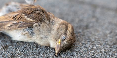 鳥死|大都会で起きている、渡り鳥の大量死 事故を防ぐためにできる。